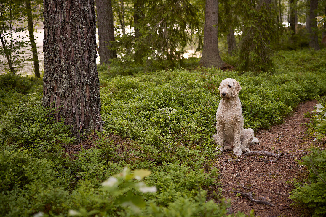 Blick auf einen im Wald sitzenden Hund