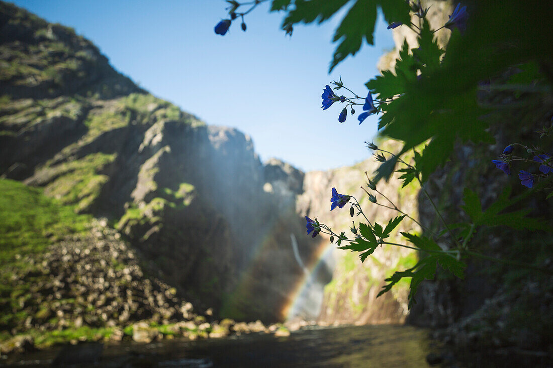 View of blue wildflowers, mountain river in background