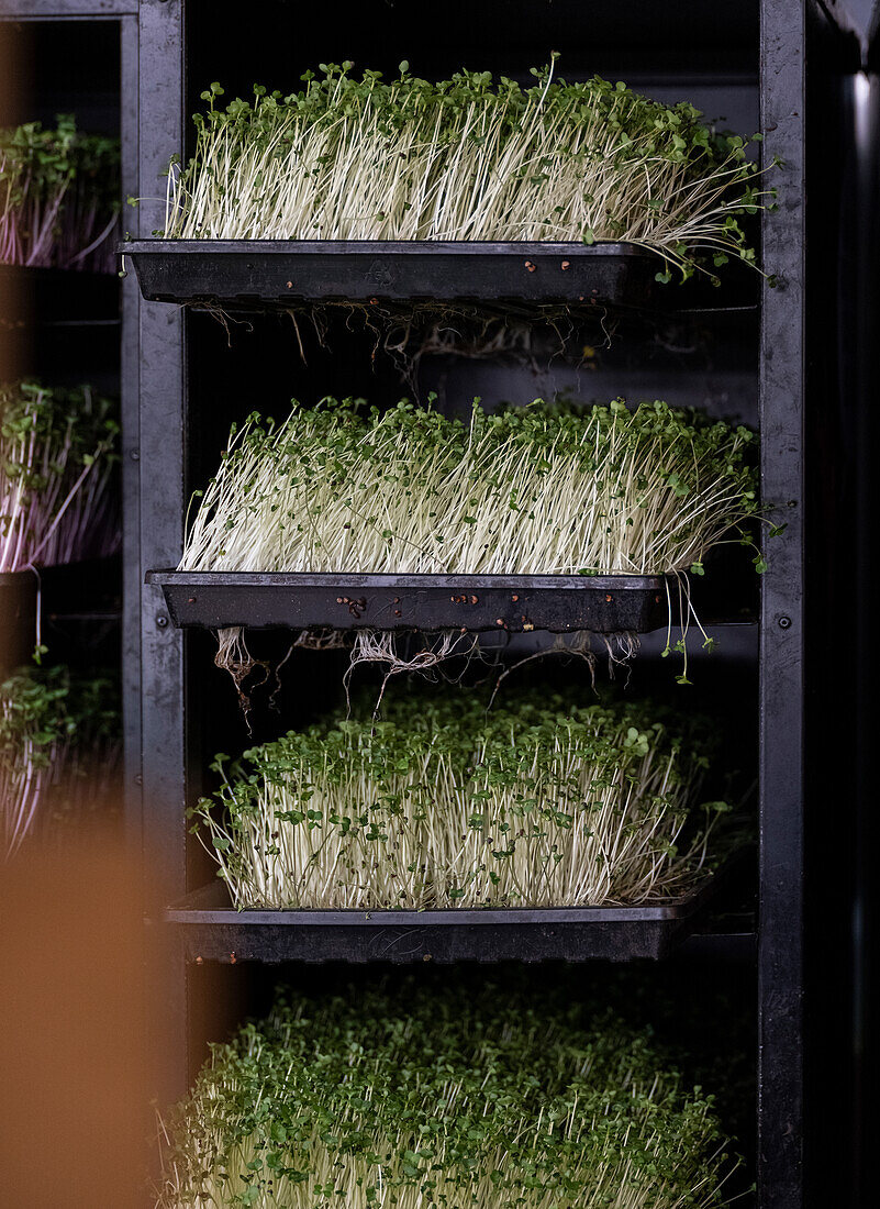 Garden cress growing on shelves