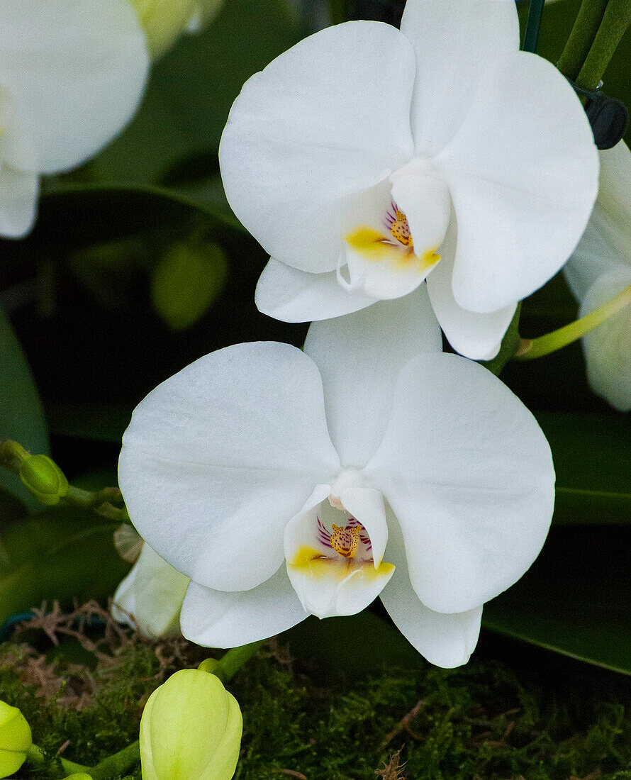 White orchid blooms