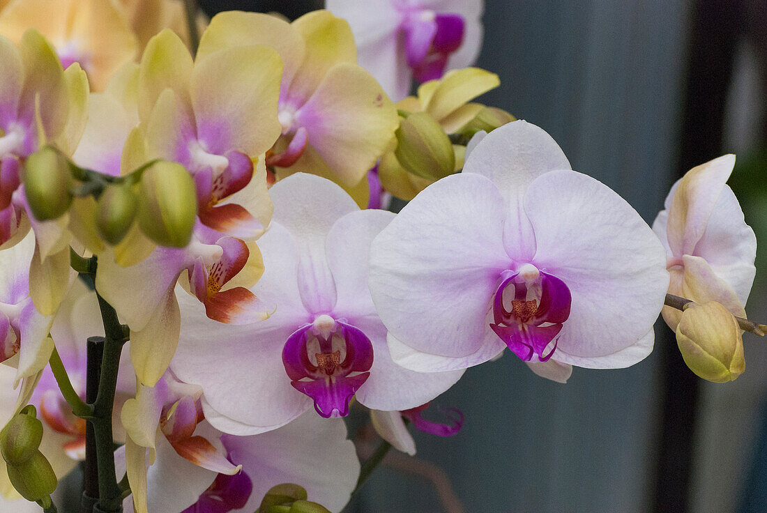 mehrfarbige Orchideen