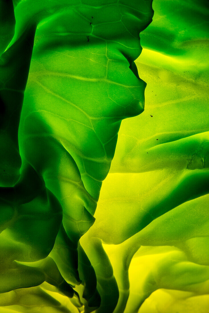 Cabbage detail showing veins. Lit from within.