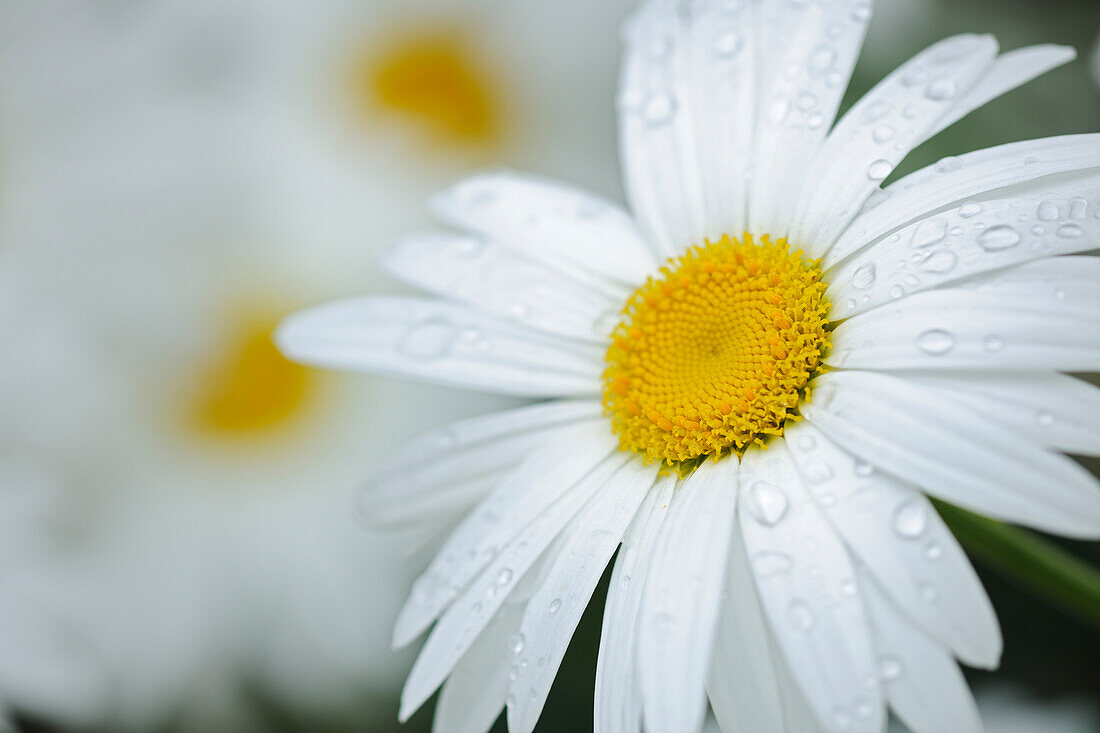 Kanada. Nahaufnahme von Tau auf Gänseblümchen.