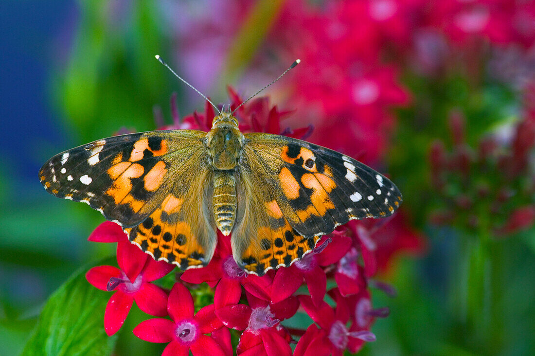 American Painted Lady butterfly on Penta, a subtropical plant that butterflies love to feed on. Sammamish, Washington State.