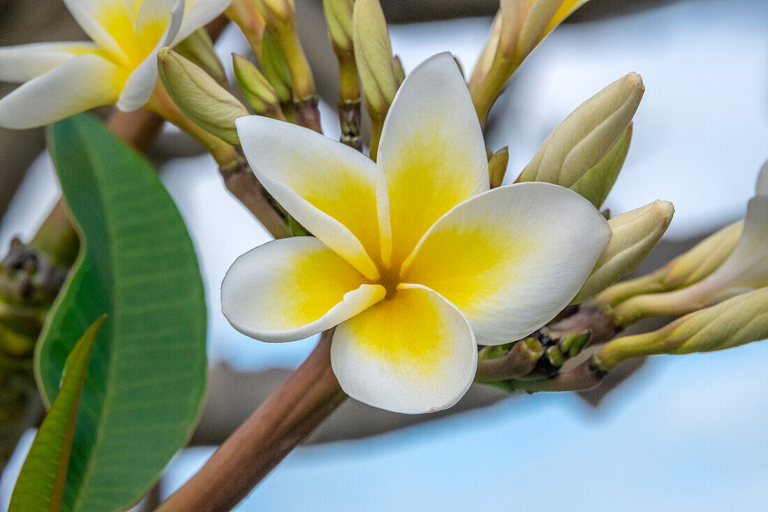 Plumeria