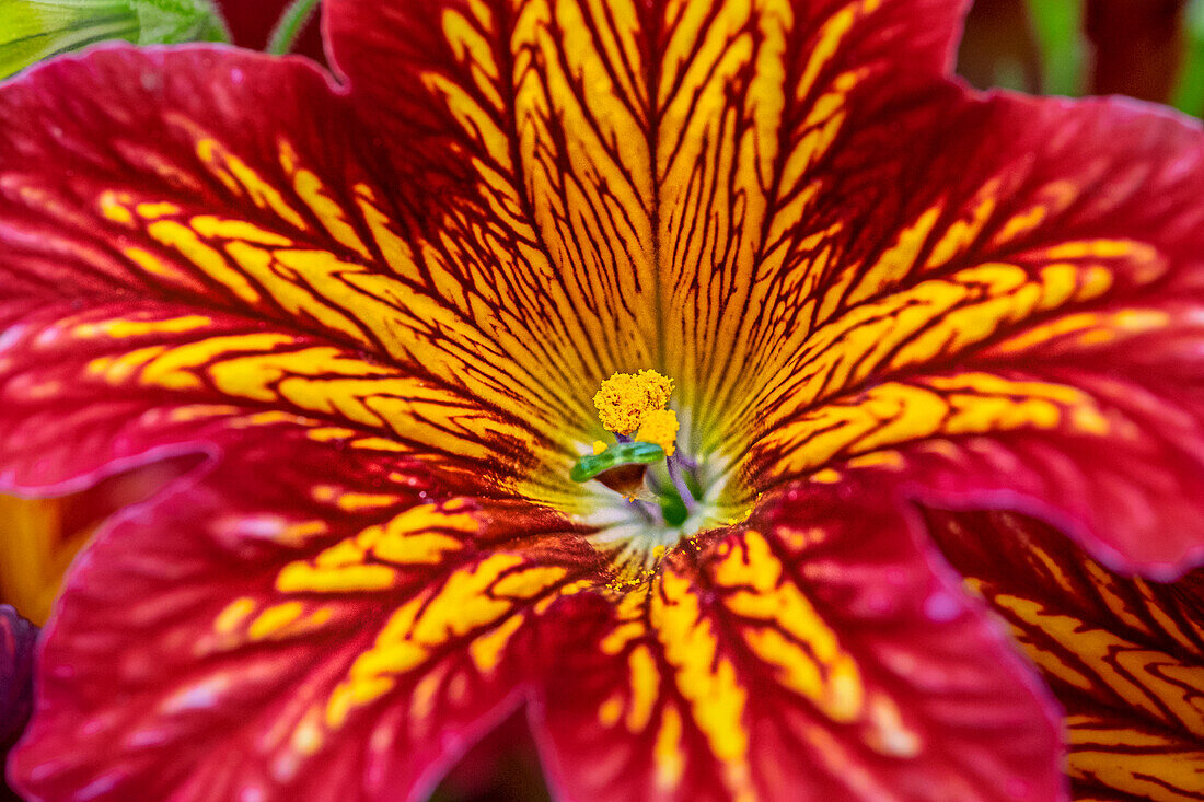 Painted tongue flower