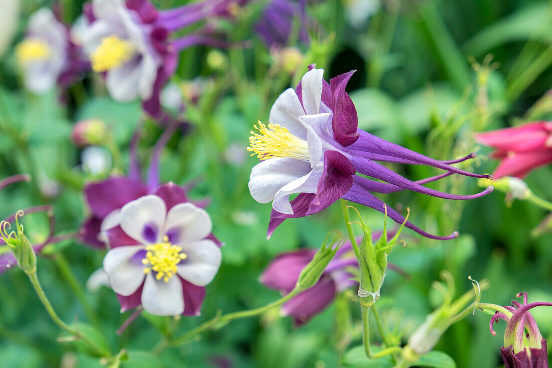 Columbine Flowers, Usa