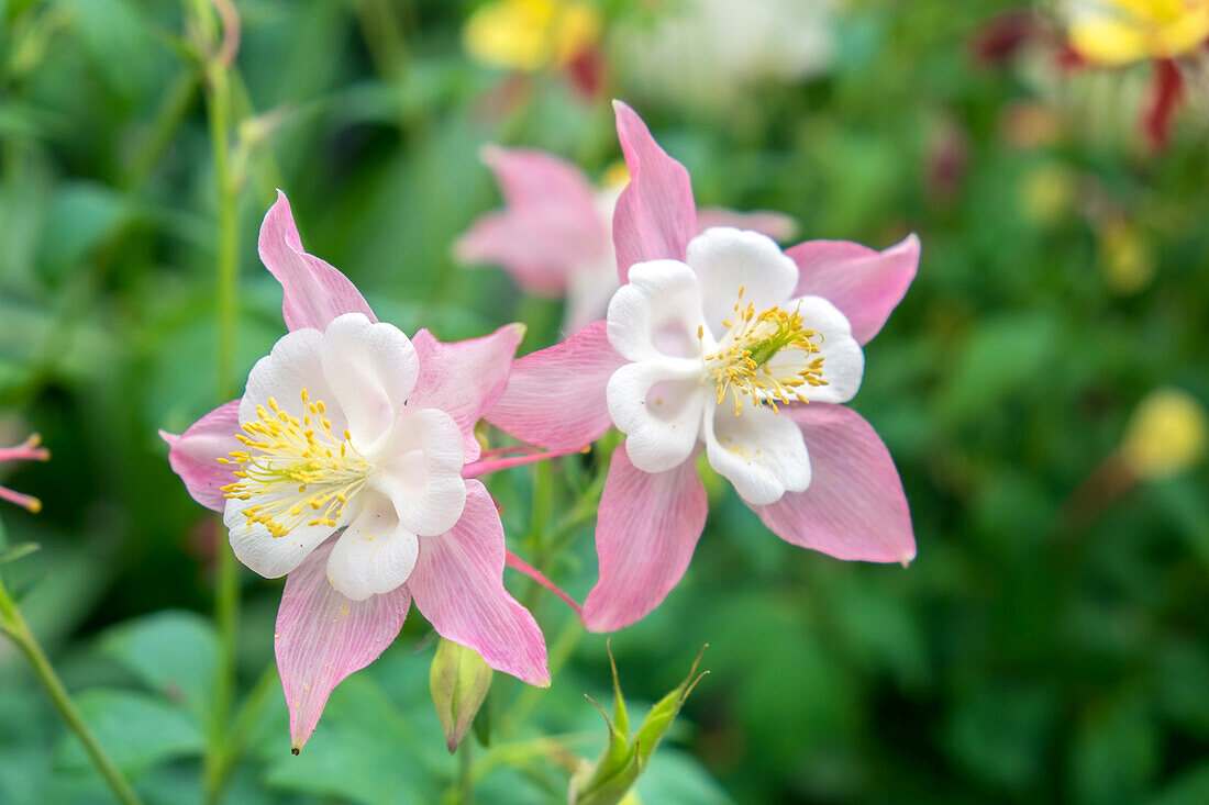 Columbine Flowers, Usa