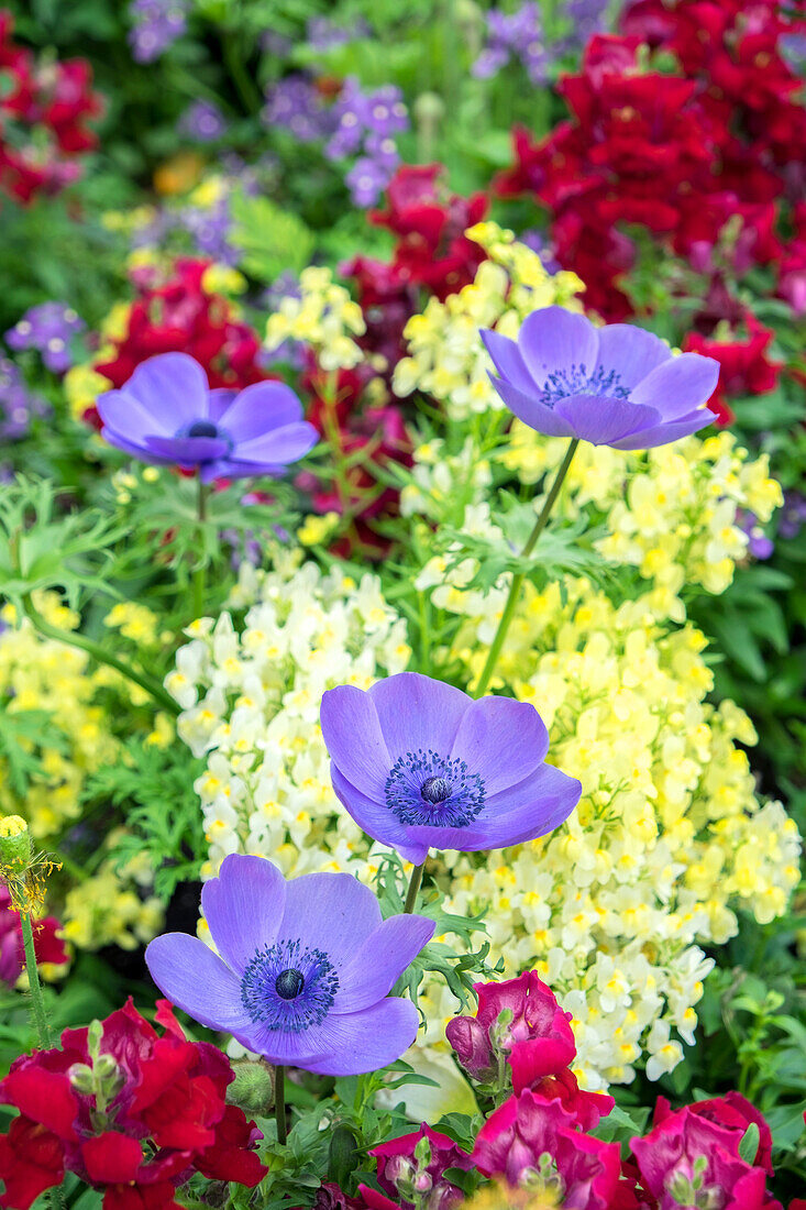 Mohnblumen-Anemone, Usa