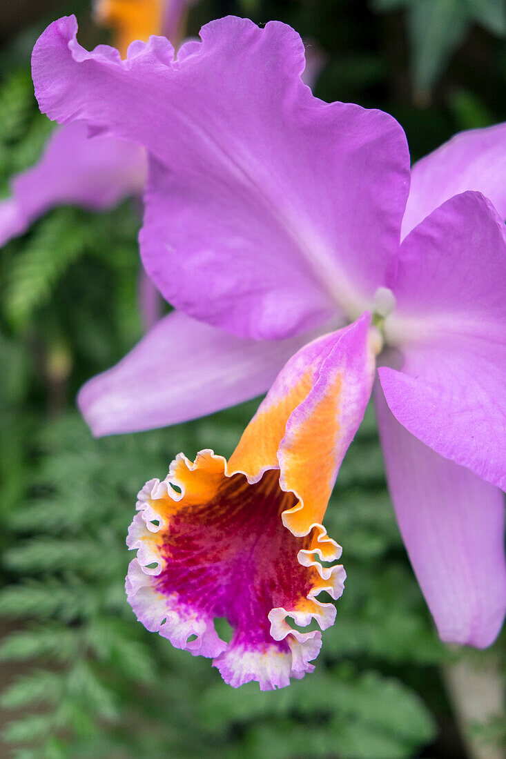 Purple Orchid, Usa