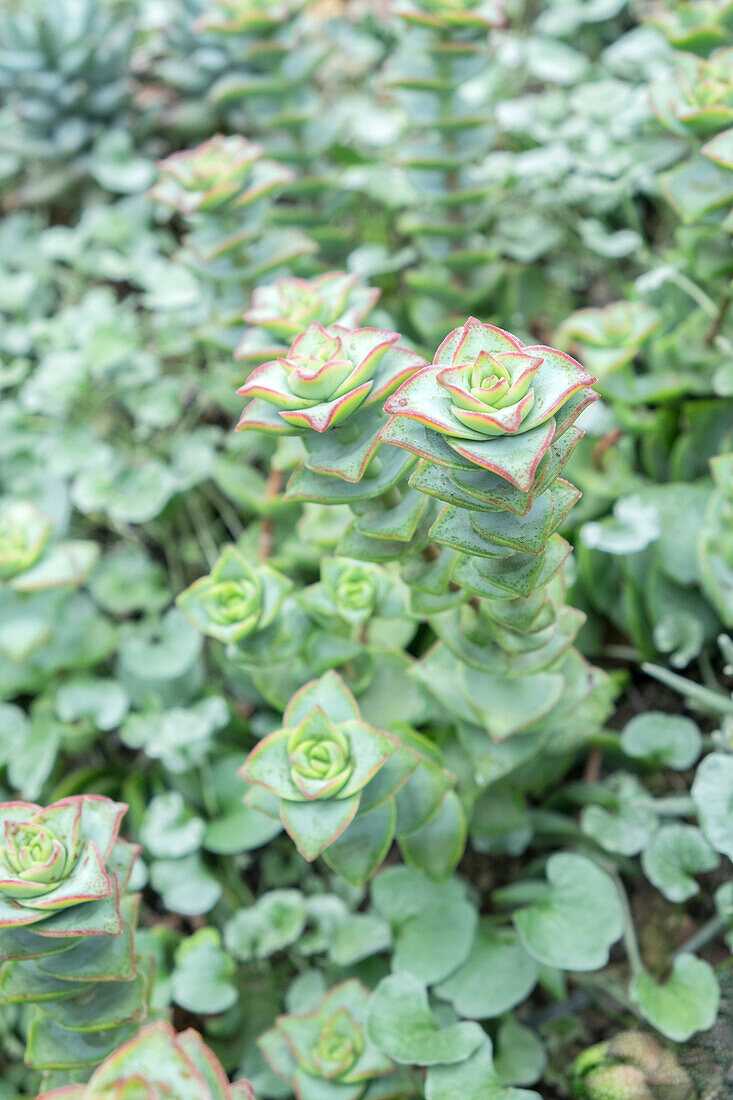 Succulent Plant, Usa