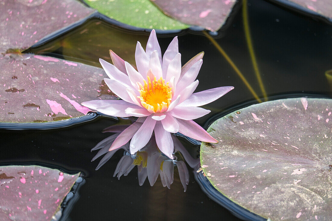 Hardy Waterlily, Usa