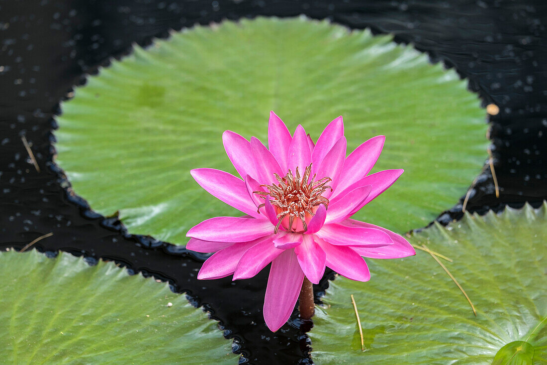 Tropical Night-Flowering Waterlily, Usa