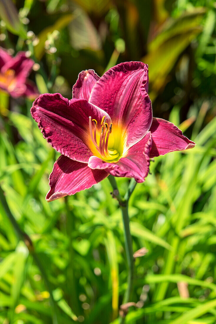 Daylily, Usa