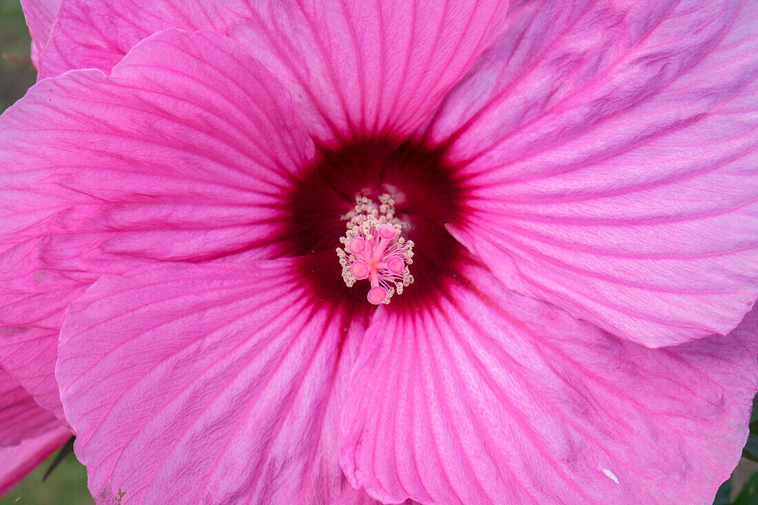Pink Hibiscus, Usa
