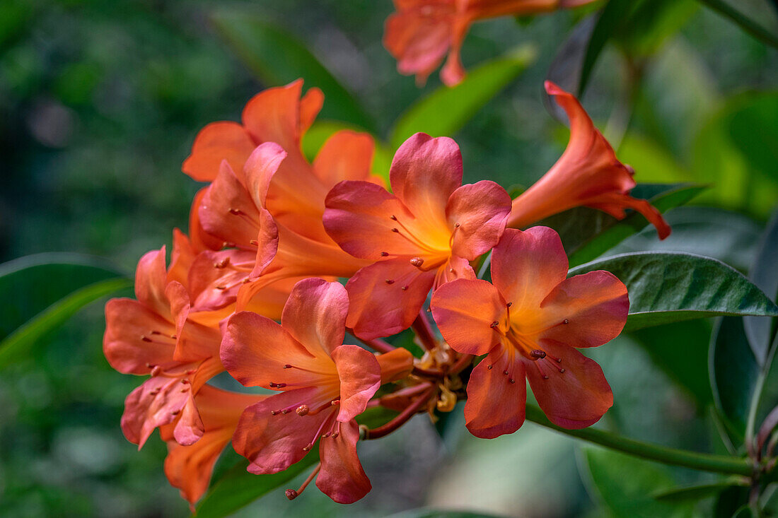 Clivia-Blume