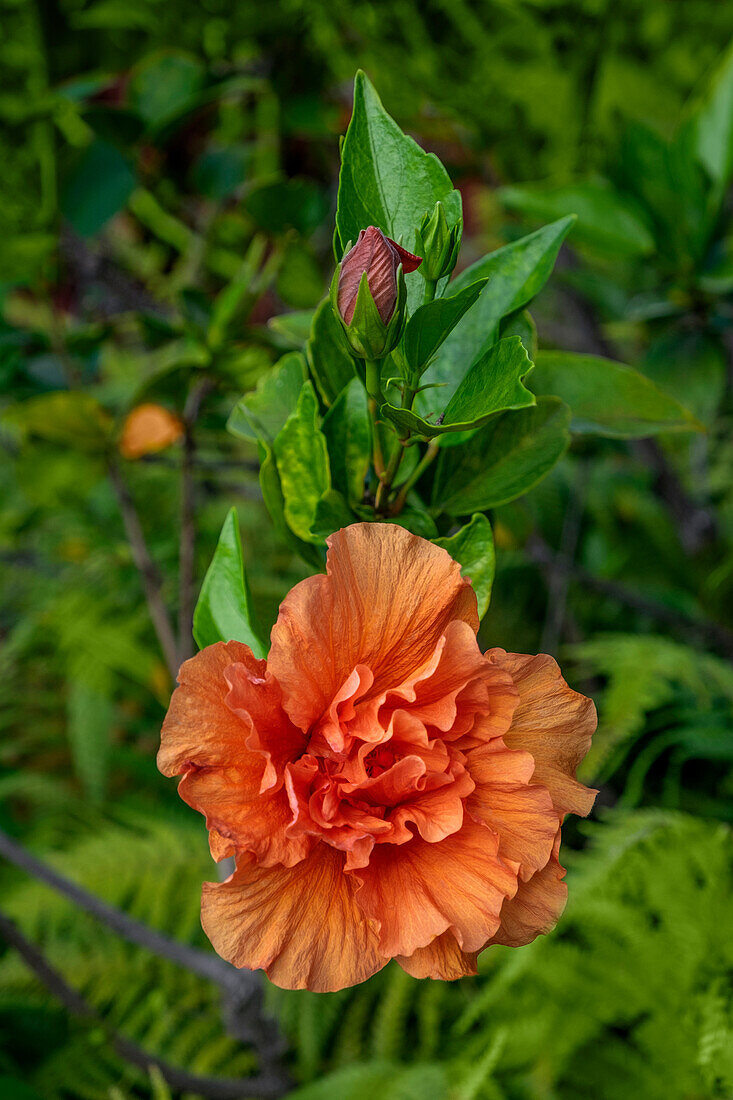 Doppelte Blüte, Orange Hibiskus