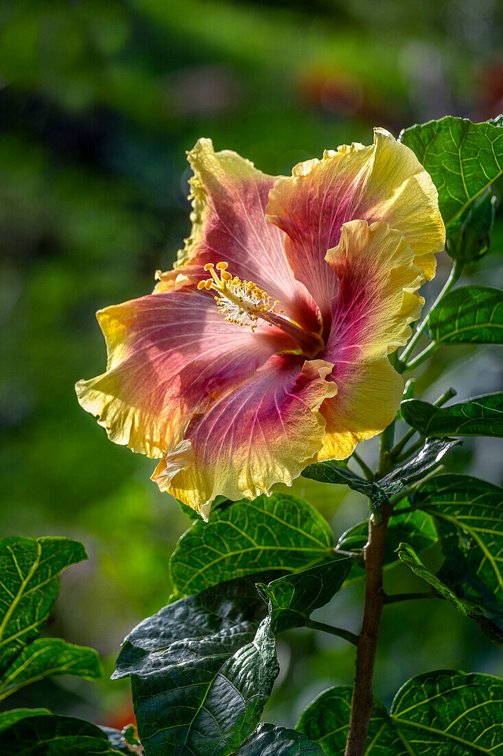 Hibiscus flower