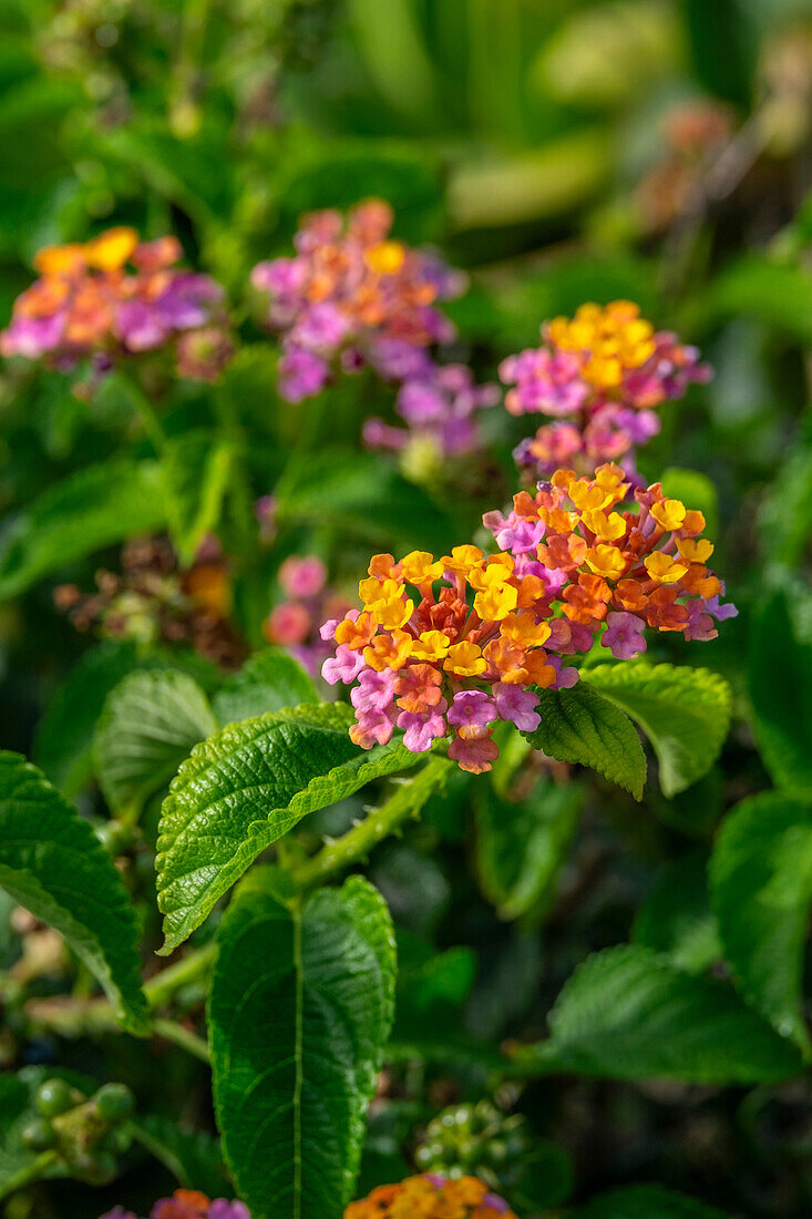 Mehrfarbige Lantana