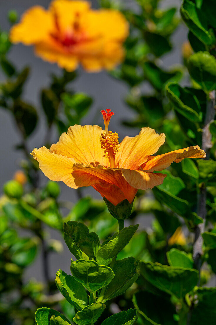 Gelber Hibiskus