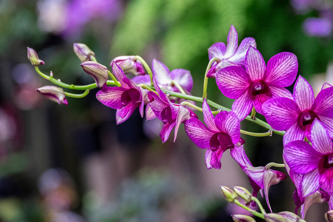 Nopporn Grüner Stern, Dendrobium-Orchidee
