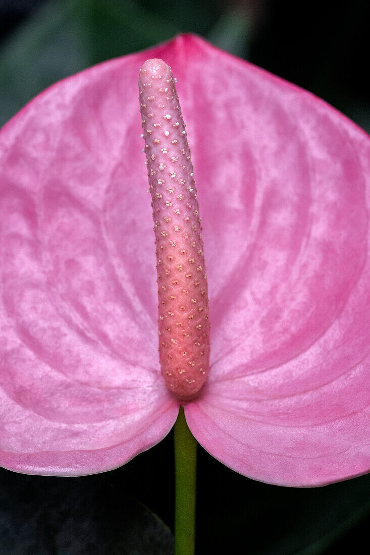 Anthurium Spadix und Spatha