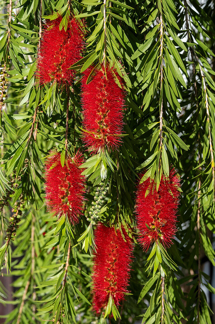 Bottlebrush flowers