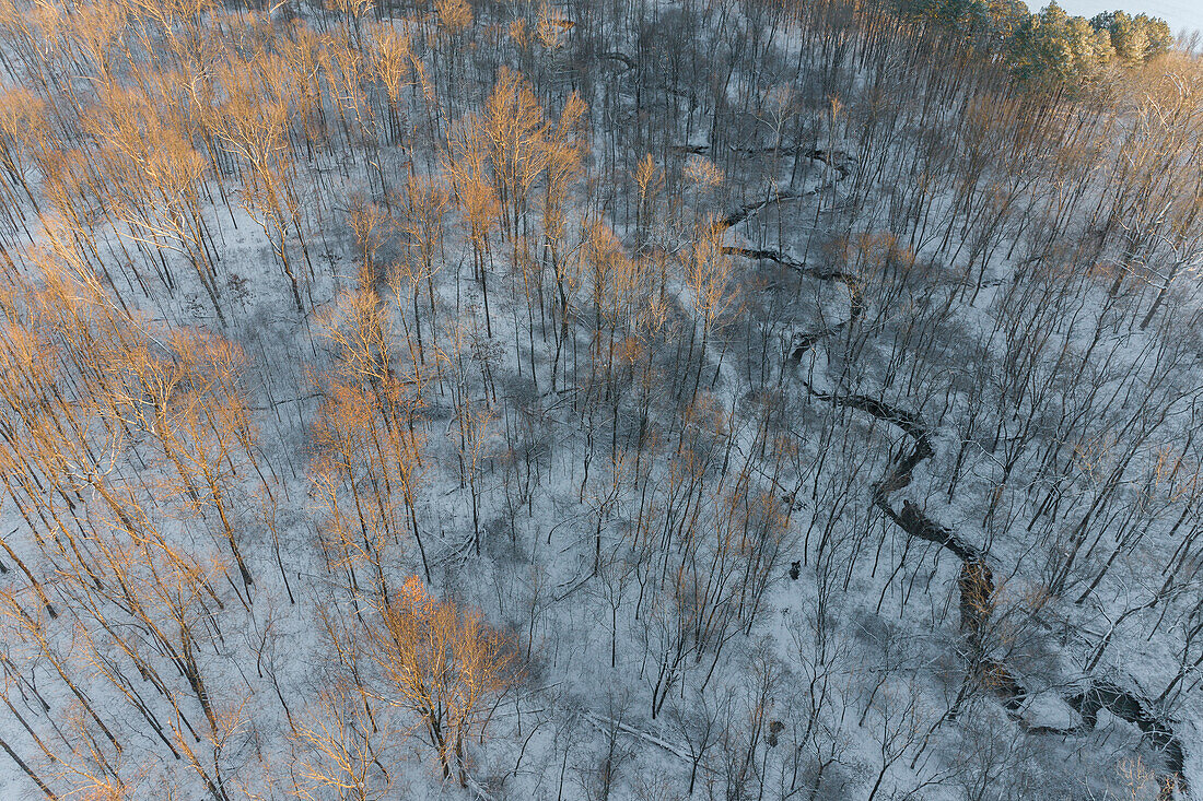 Aerial of snowy trees, Marion County, Illinois.