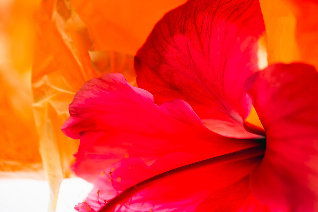 Hibiscus Flower and Tissue Paper with Light