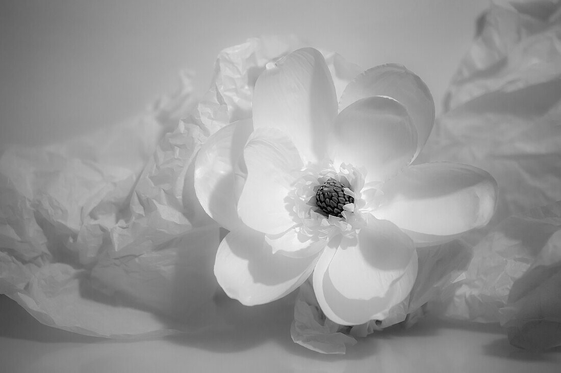 Black and white flower.