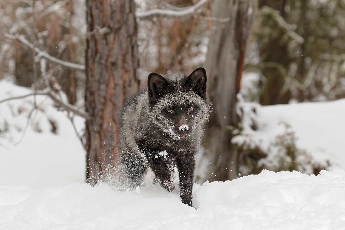 Silberfuchs, eine melanistische Form des Rotfuchses, Vulpes Vulpes. (In Gefangenschaft) Montana