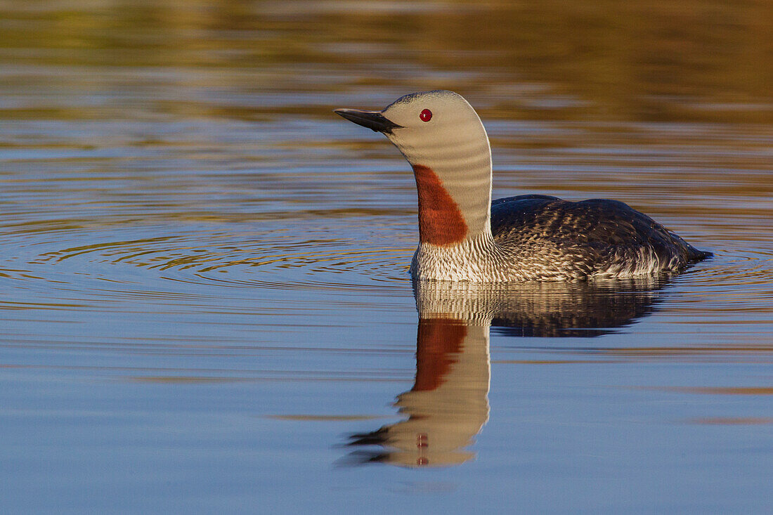 Red-throated Loon