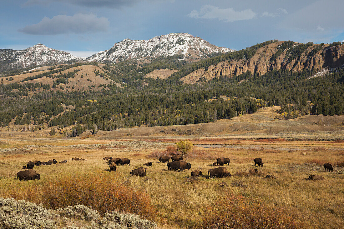 Bison im Lamar Valley, Yellowstone-Nationalpark