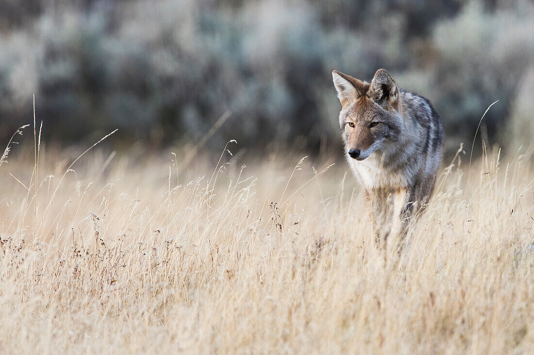 Kojote auf der Jagd nach einer Mahlzeit