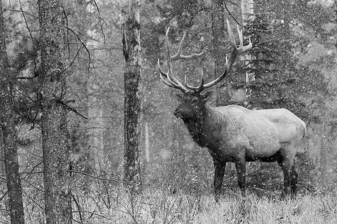 Bull Elk, autumn snow