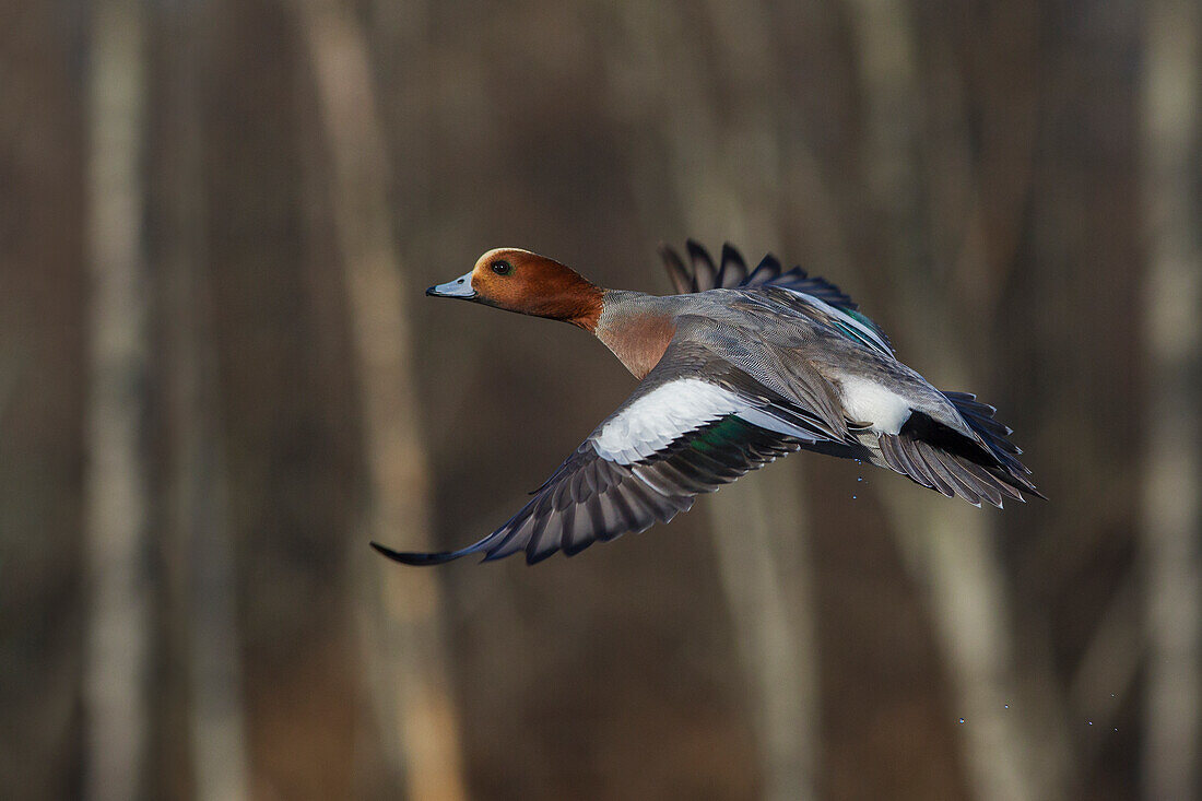 Eurasian wigeon flying