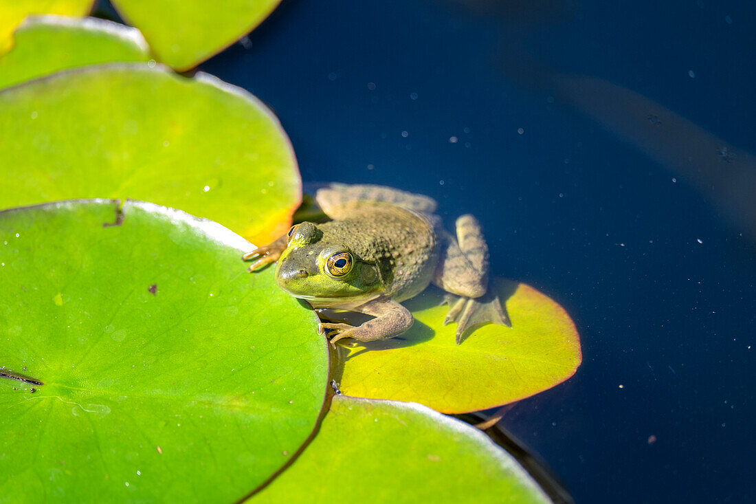 Frog On Lily Pad, Usa