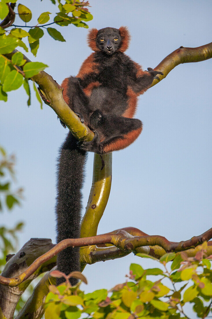 Rotkappen-Lemuren entspannen sich in einem Baum.