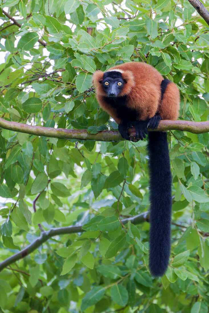 Red-ruffed lemur seeks refuge in a tree.