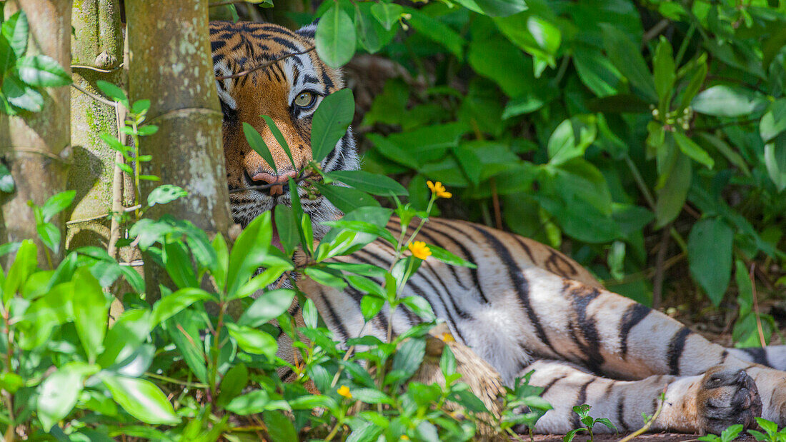 A Malayan tiger maintains a restful vigil.