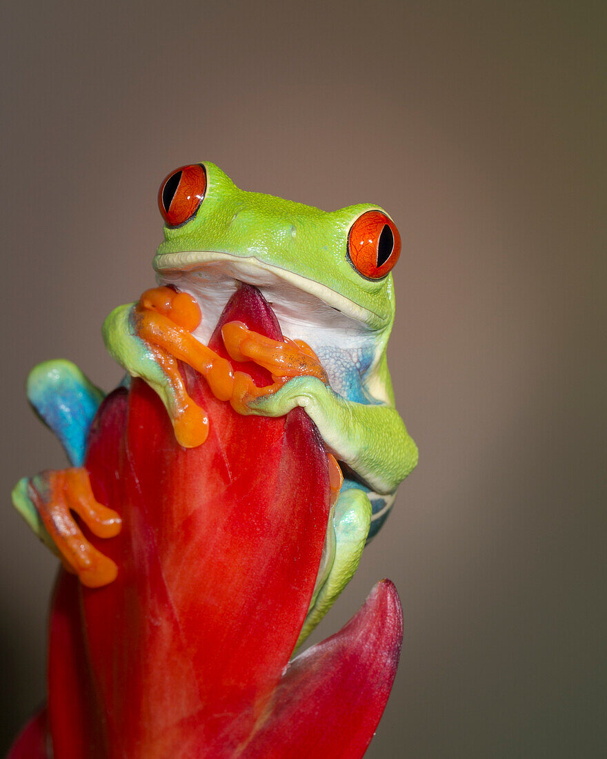 Red-eyed tree frog, Agalychnis callidryas, captive, controlled conditions