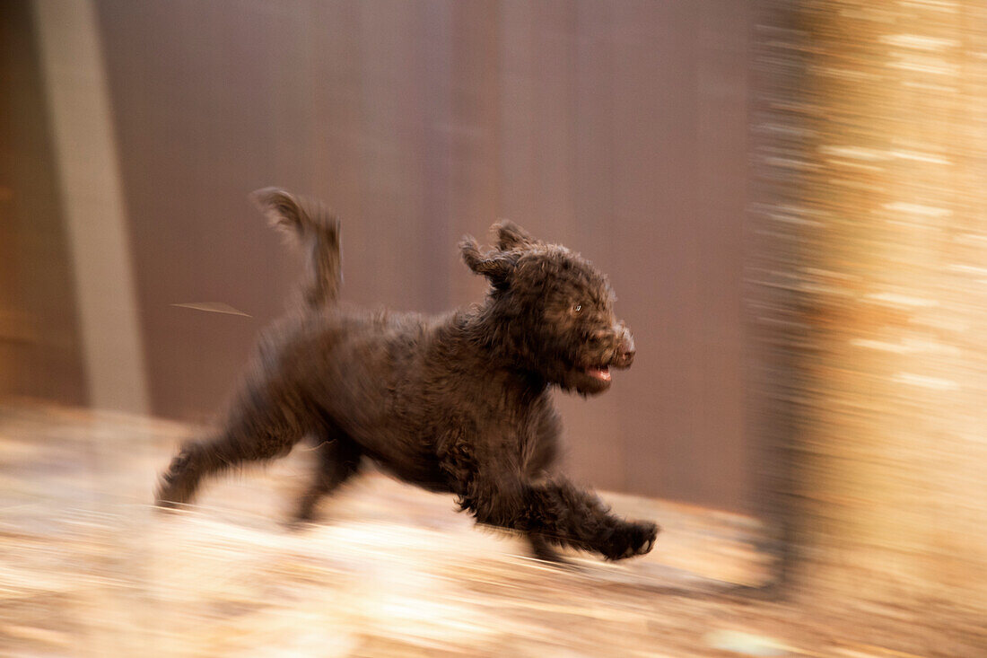 Labradoodle puppy running. (PR)