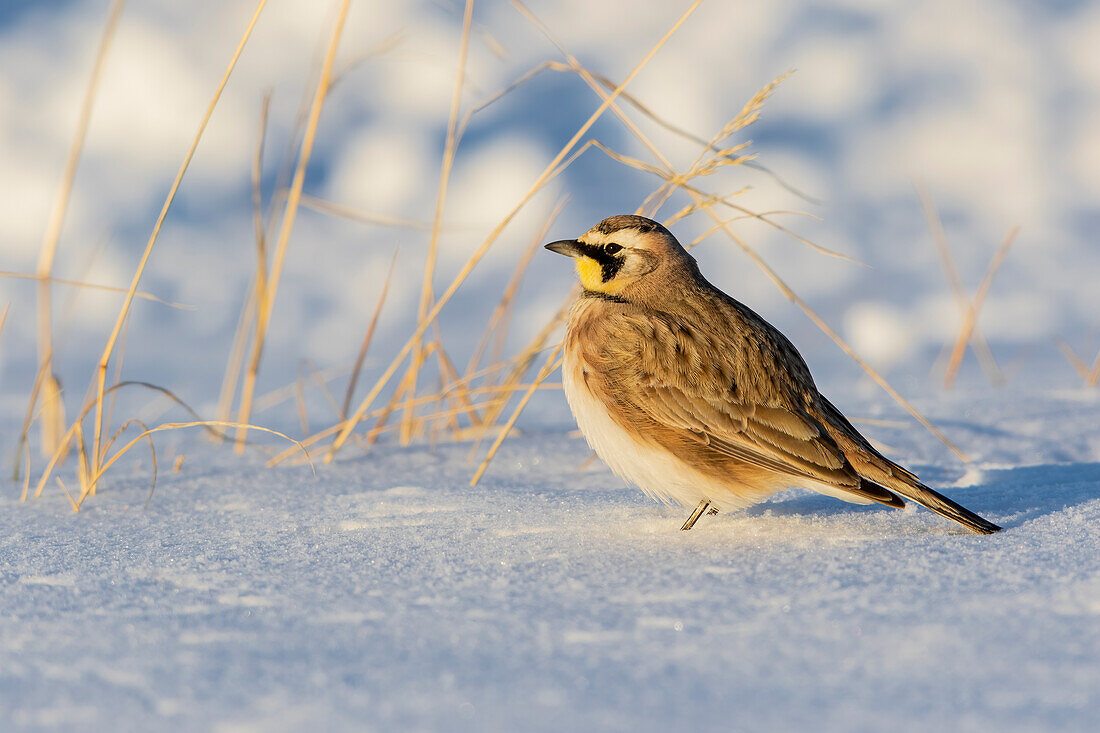 Horned lark in snow, Marion County, Illinois.