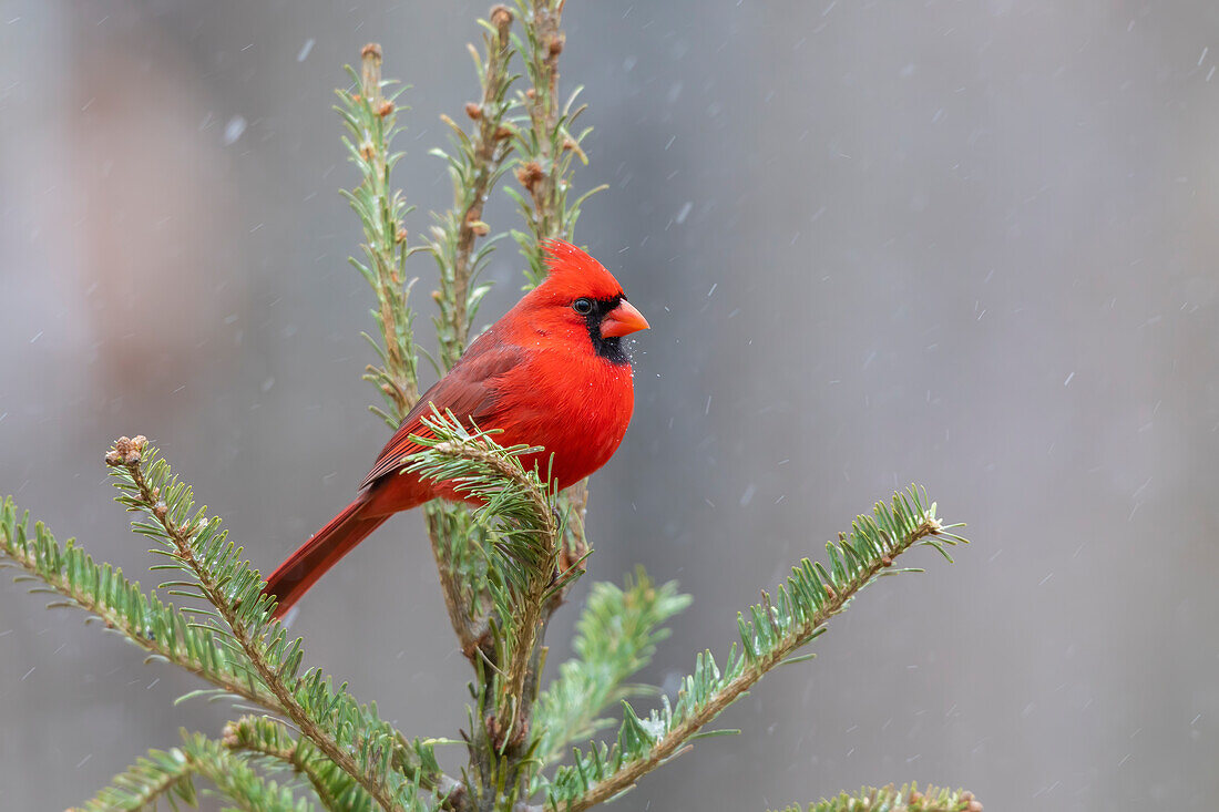 Northern cardinal male in fir tree in snow, Marion County, Illinois.