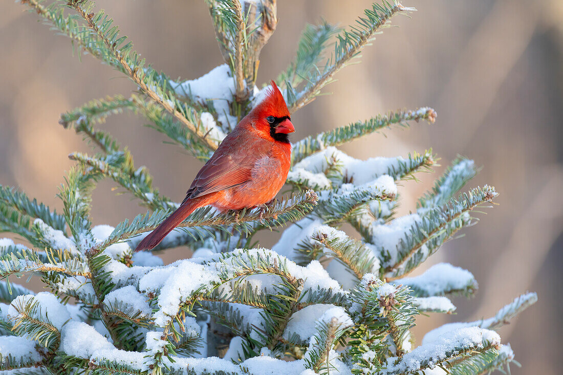 Northern cardinal male in spruce tree in winter snow, Marion County, Illinois.
