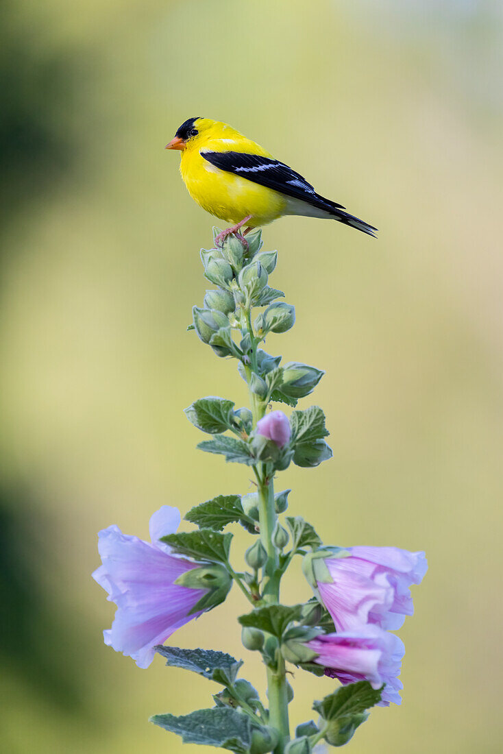 Stieglitz-Männchen auf Stockrose, Marion County, Illinois.