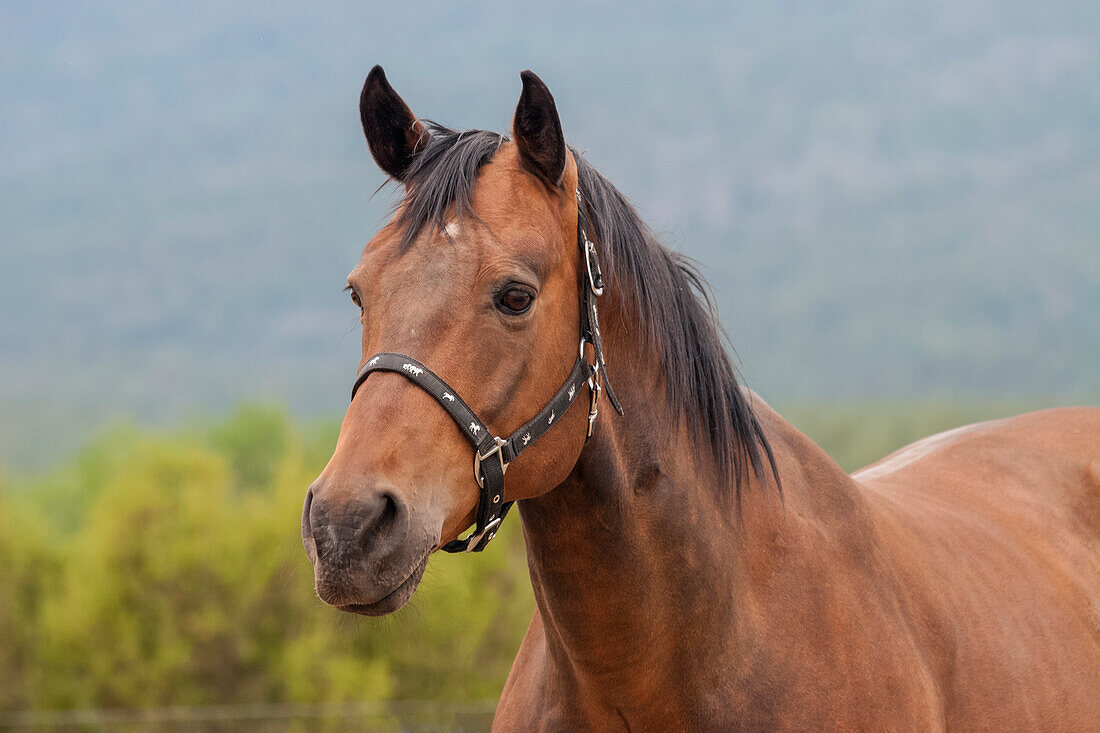 Horse posing