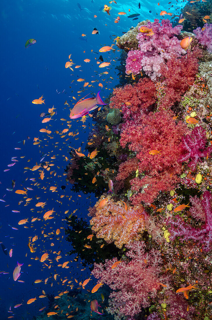 Fiji. Reef with coral and Anthias