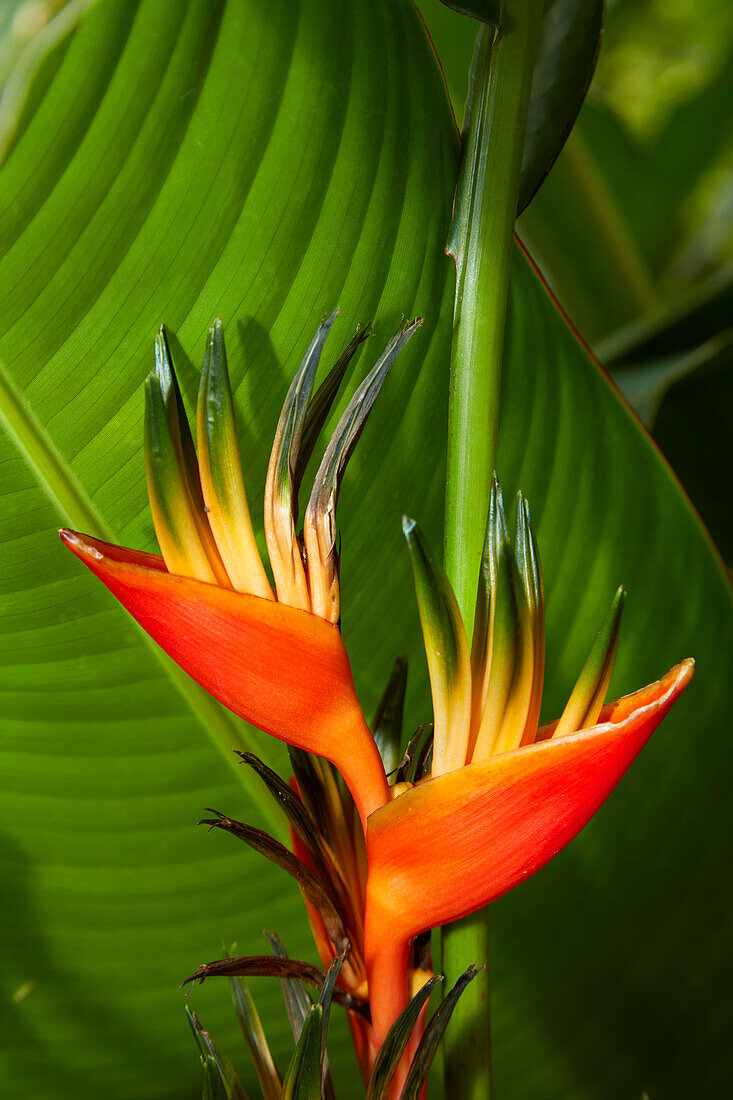 Papageienblume (Heliconia sp.) Maire Nui Botanical Gardens, Titakaveka, Rarotonga, Cookinseln, Südpazifik