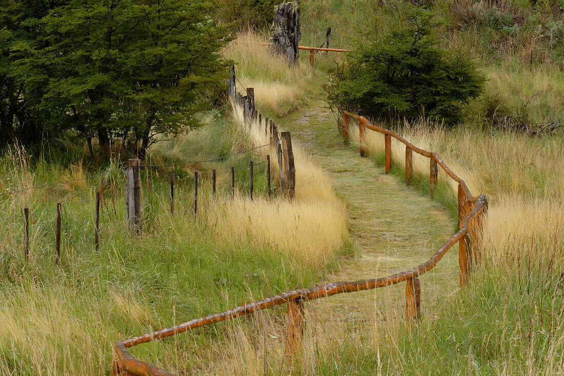 Grass lined pathway, Los Glaciares National Park, Argentina, South America, Patagonia